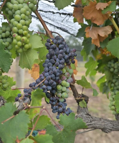 Cierra con éxito la Semana del Vino de Guanajuato 2026