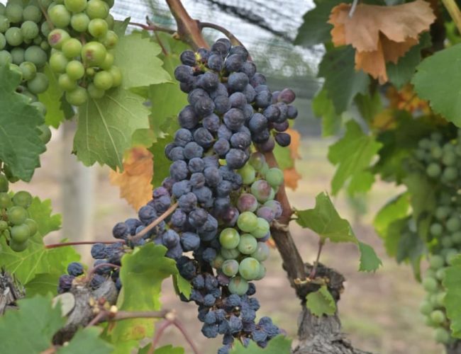 Cierra con éxito la Semana del Vino de Guanajuato 2026