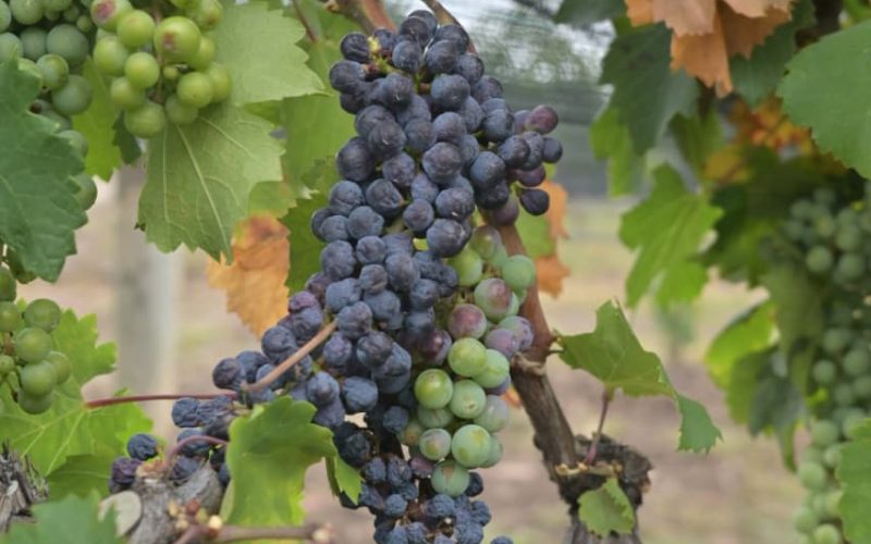 Cierra con éxito la Semana del Vino de Guanajuato 2026