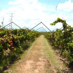 Conoce el calendario de las Vendimias 2026, donde el vino se vive, se comparte y se convierte en una experiencia