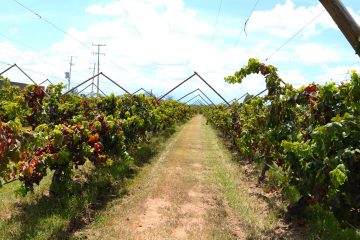 Conoce el calendario de las Vendimias 2026, donde el vino se vive, se comparte y se convierte en una experiencia