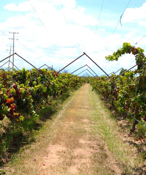 Conoce el calendario de las Vendimias 2026, donde el vino se vive, se comparte y se convierte en una experiencia