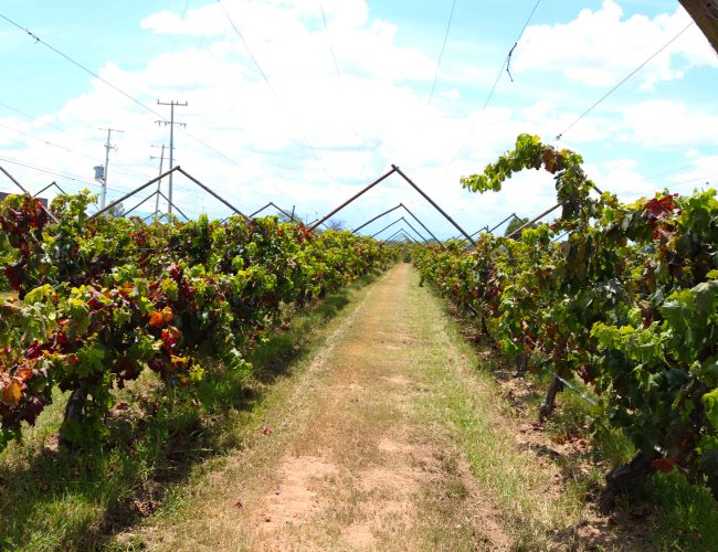 Conoce el calendario de las Vendimias 2026, donde el vino se vive, se comparte y se convierte en una experiencia