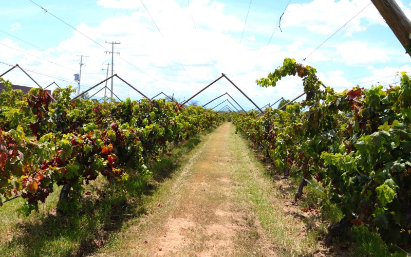 Conoce el calendario de las Vendimias 2026, donde el vino se vive, se comparte y se convierte en una experiencia