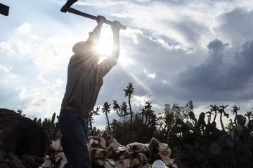 Guanajuato es el segundo productor nacional de agave tequilero