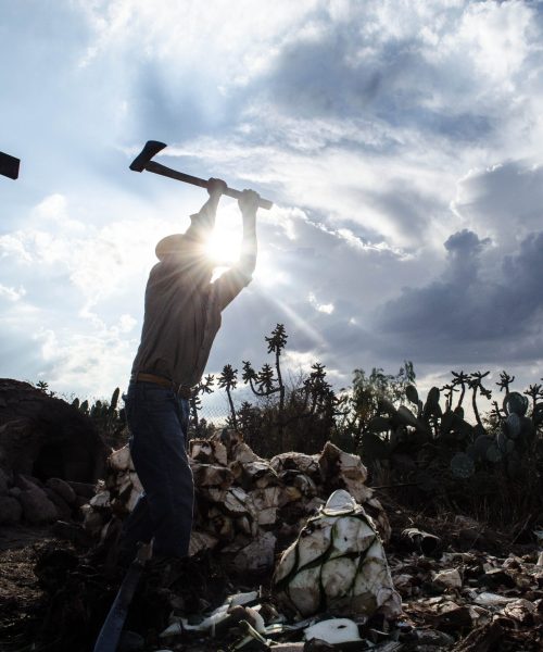 Guanajuato es el segundo productor nacional de agave tequilero