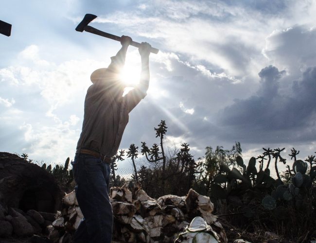Guanajuato es el segundo productor nacional de agave tequilero