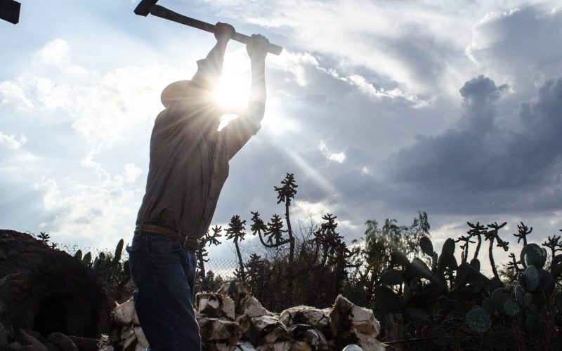 Guanajuato es el segundo productor nacional de agave tequilero