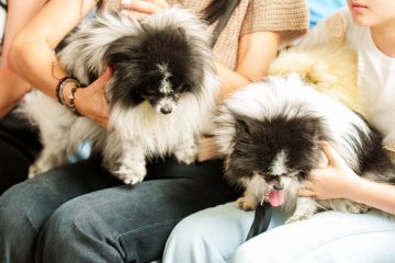 Firma Estado y Municipios Pacto para la Protección y Bienestar de los Animales